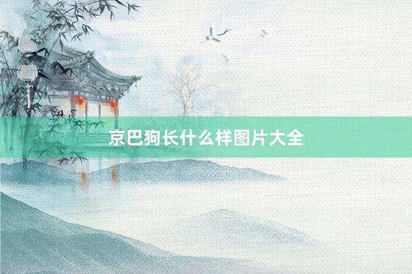 京巴狗长什么样图片大全